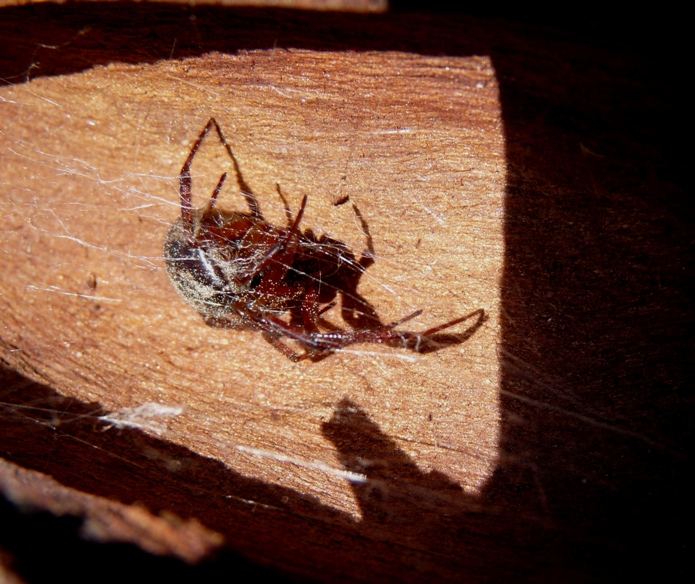 Steatoda nobilis